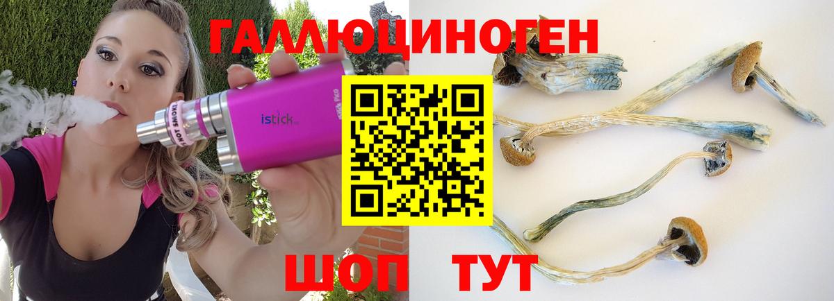Галлюциногенные грибы Psilocybe Углич